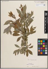 Foto von Salix daphnoides Vill.